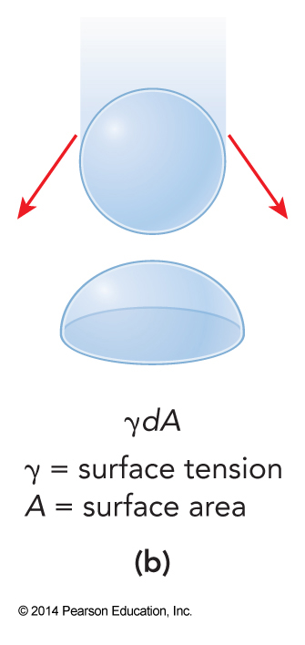 Work can be done by a sphere flattening out when it contacts a solid surface.